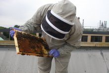 The Regional Bee Inspector looks at brood
