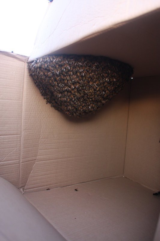 A honeybee swarm clings to the inside of a cardboard box before moving to the hive