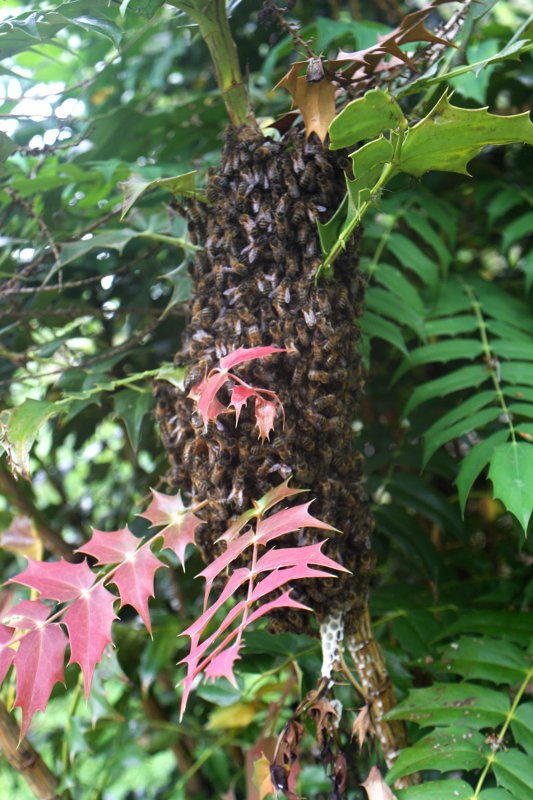 Swarm of Honey Bees building comb on a Mahonia bush