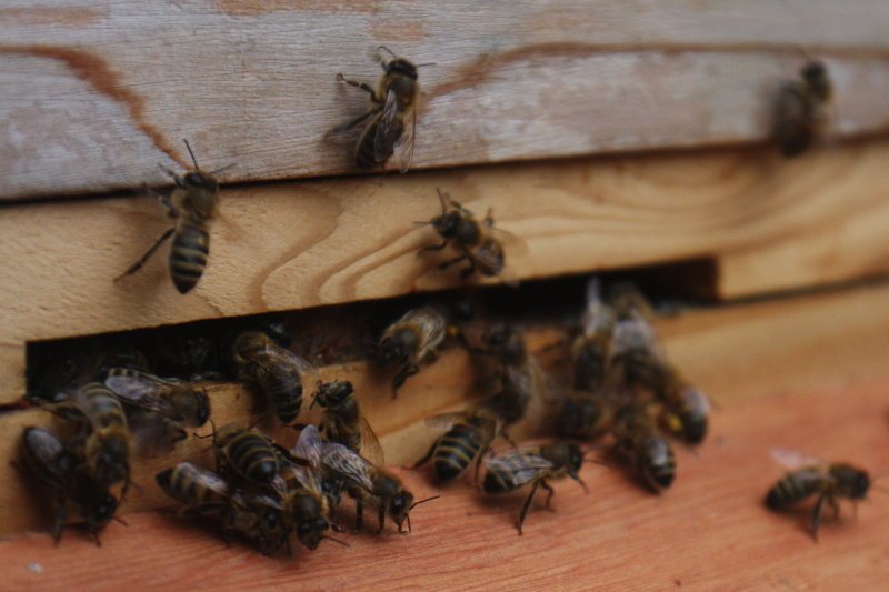 The bees in E Hive