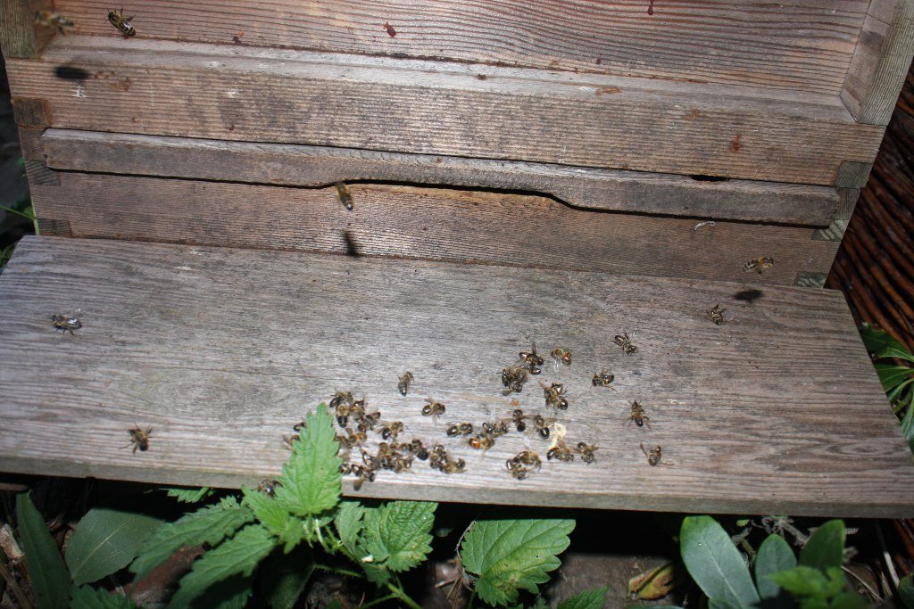 Dead bees on the landing board of a hive which had just been combined with another
