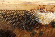 A honey bee colony which has suffered isolation starvation 