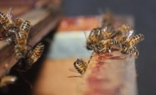 Bees fanning to indicate that the Queen is inside the hive