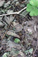 Dead bees outside the hive. They have likely died after being severely infected with Deformed Wing Virus