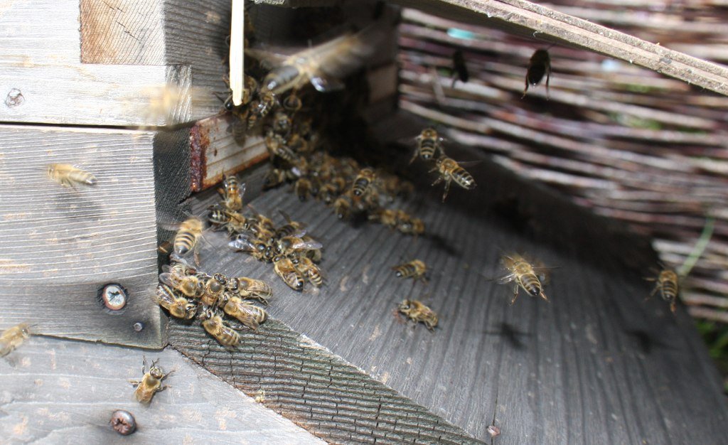 Guard bees fighting robber bees on the landing board